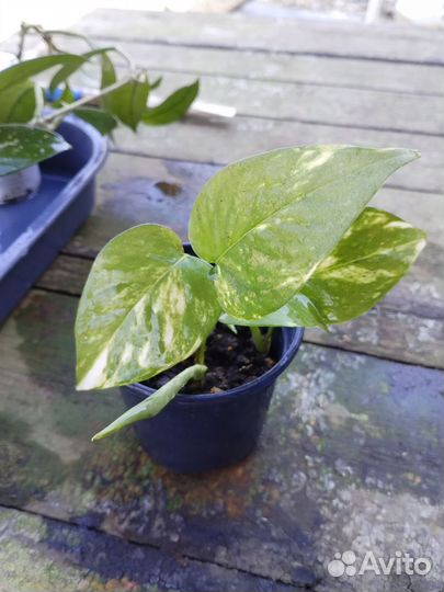 Сциндапсус или эпипремнум