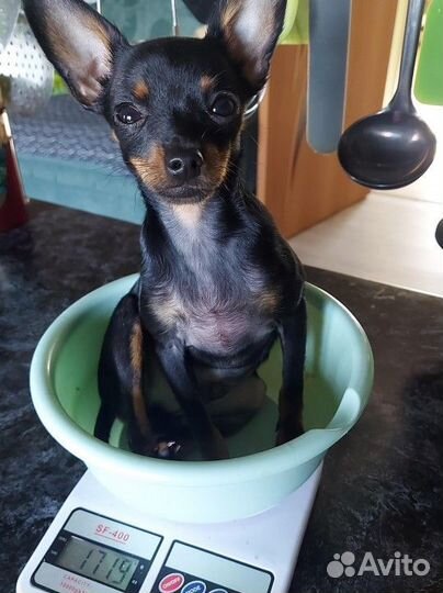 Русский той-терьер мини