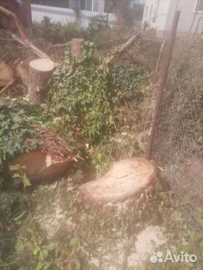 Спил деревьев