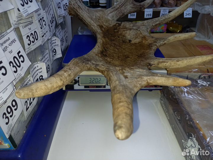 Лосиные рога