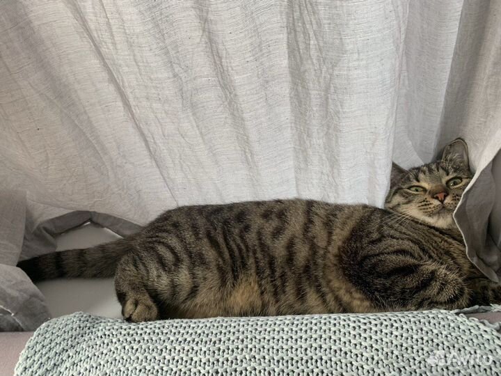 Кошка ищет любящих хозяев