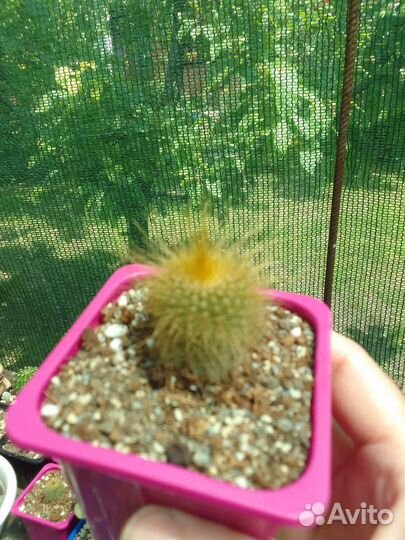 Суккуленты и кактусы