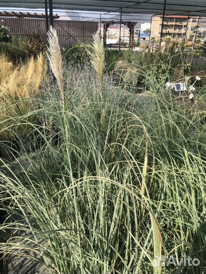 Кортадерия саженцы