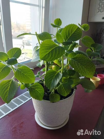 Домашняя мята