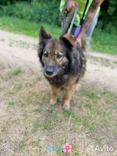 Дружелюбная собака в добрые руки
