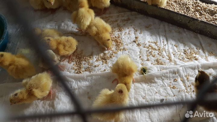 Птенцы перепелов