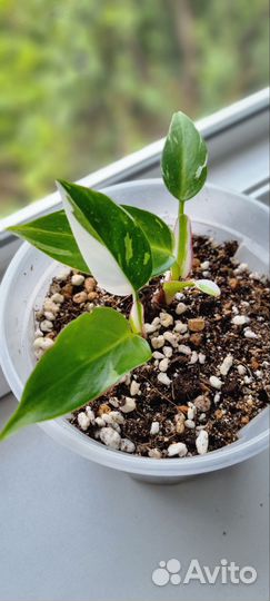 Филодендрон