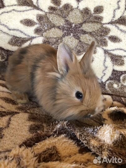 Львиноголовые карликовые кролики