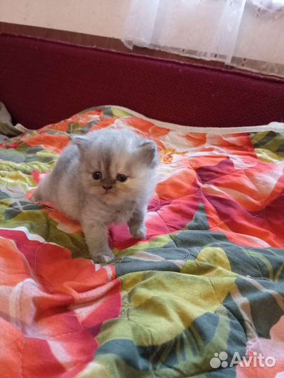 Персидские кошки