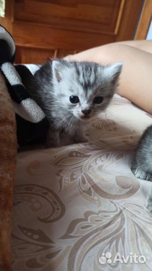 Британская кошка
