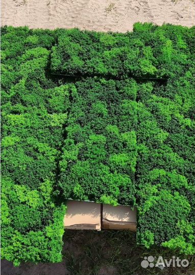 Сочный стабилизированный мох для кашпо