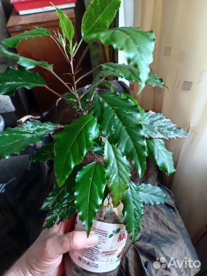 Гибискус китайская роза