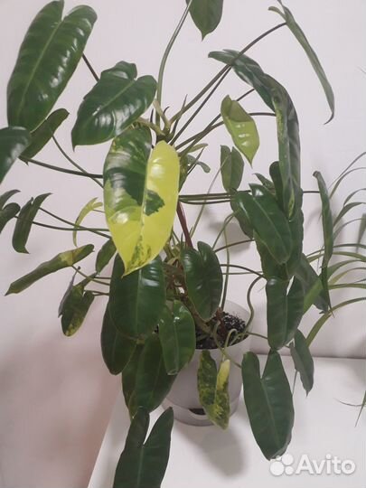 Продам цветы