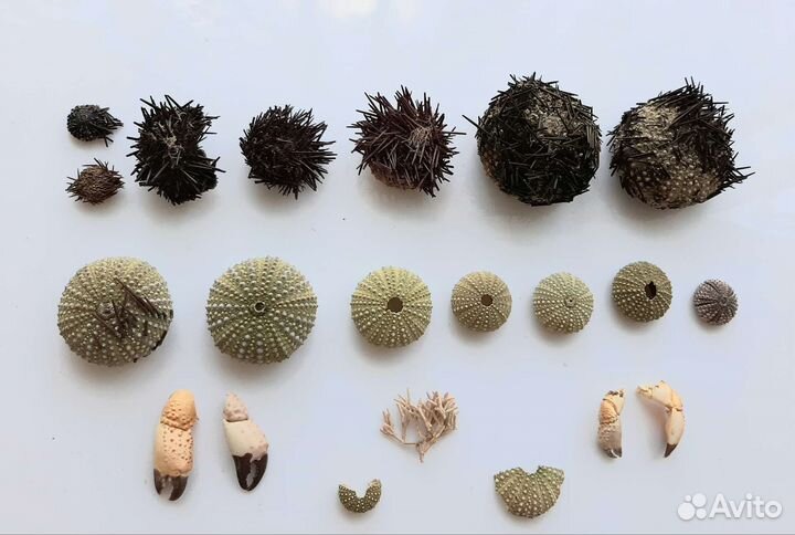 Панцири раковины морского ежа