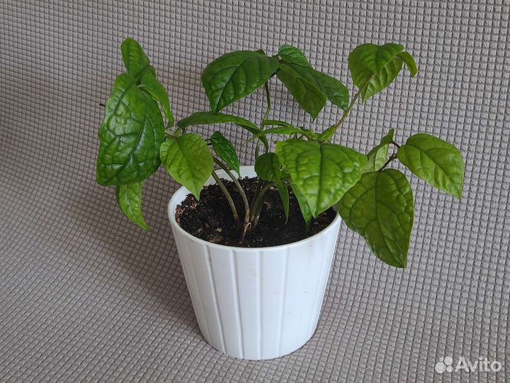 Клеродендрум Томпсона