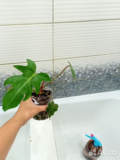 Филодендроны сортовые (часть1)