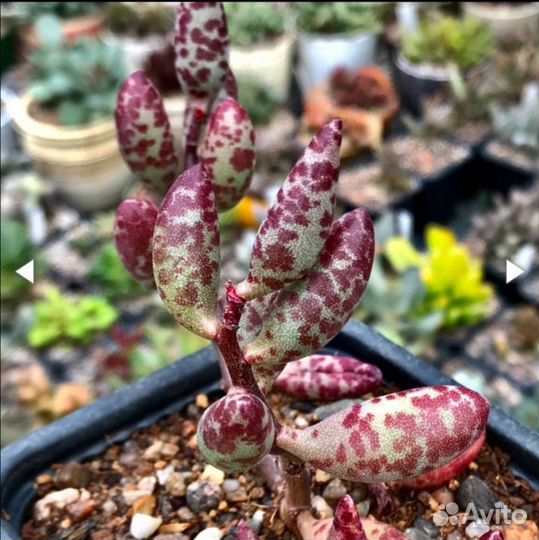 Adromischus filicaulis super Red Succulents