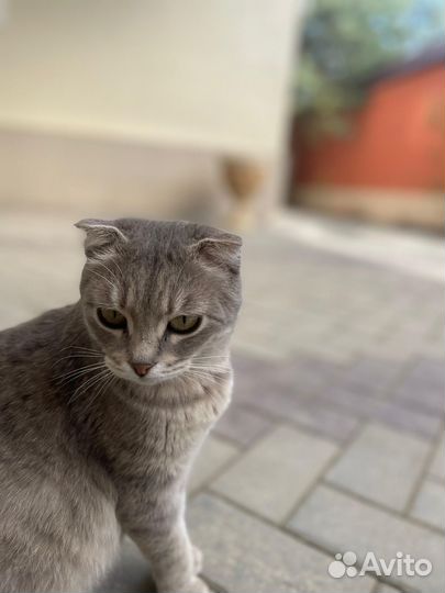 Вислоухие котята