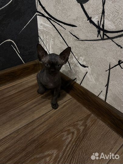 Канадский сфинкс котенок