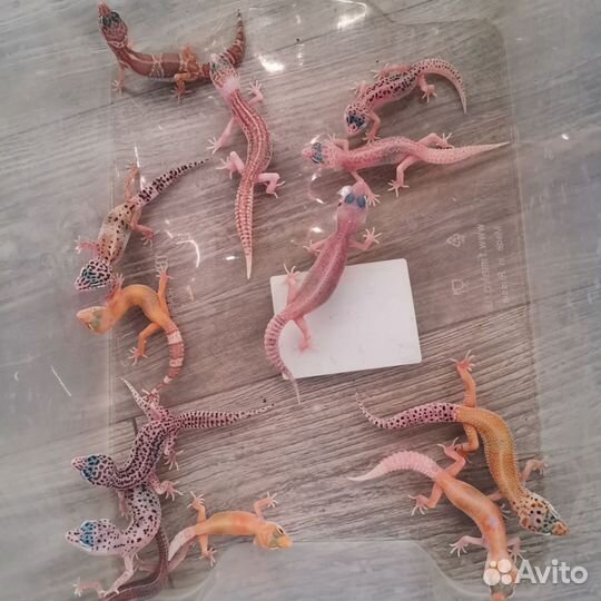 Геккон эублефар