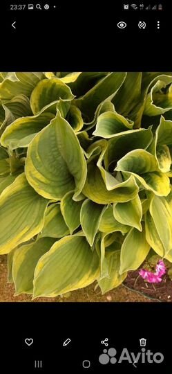 Ромашка, хосты и др многолетники