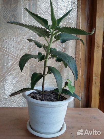 Каланхоэ ле4ебный