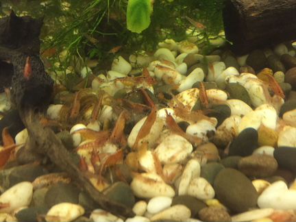 Аквариум, рыбки