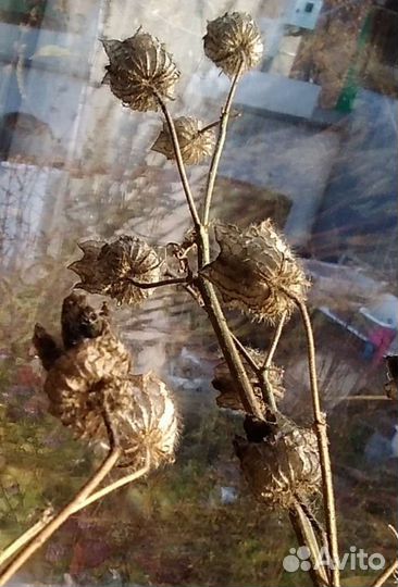 Лишайник уснея и др природные материалы