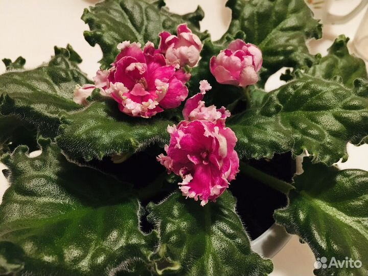 Фиалка сортовая