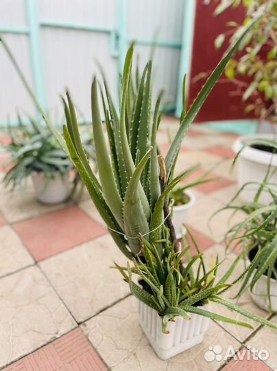 Алоэ лечебный