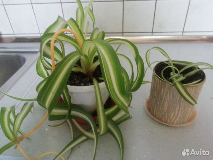 Хлорофитум кудрявый