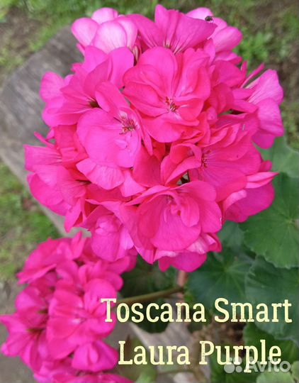 Сортовая пеларгония (герань)