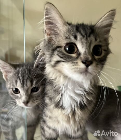 Спасите Катрин