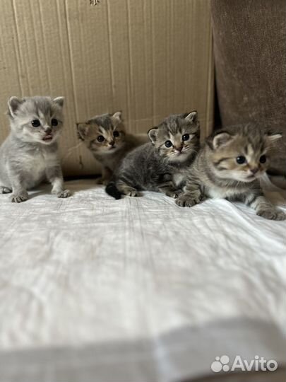 Британские котята