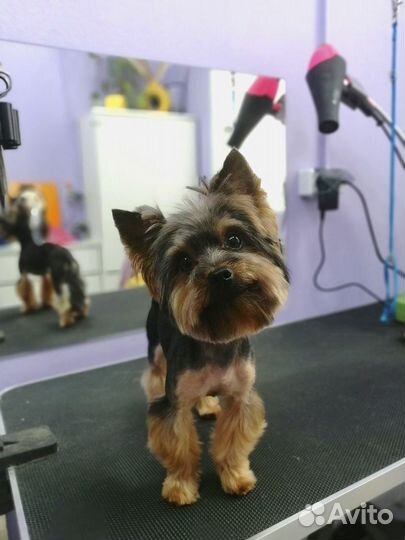 Стрижка собак экспресс линька бритье