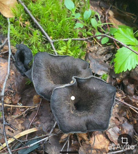 Грибы черные лисички