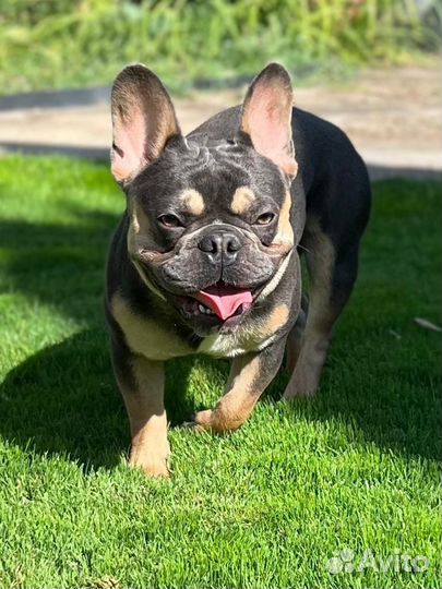 Французский бульдог