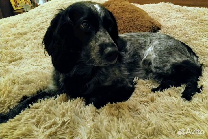 Вязка. Русский спаниель с родословной