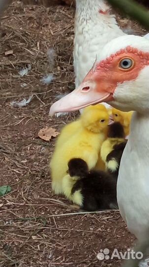 Белые индоутята