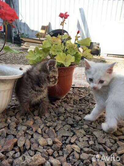 Котята помесь мейкуна