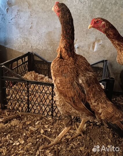 Бойцовая птица