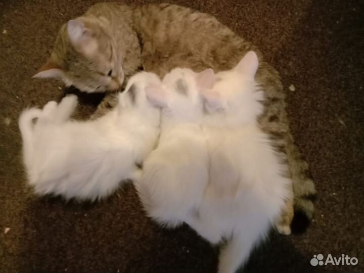 Котята
