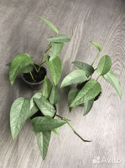 Комнатные растения