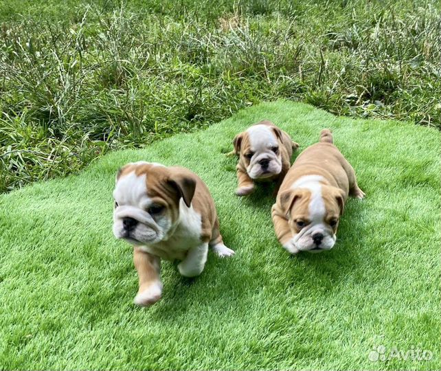 Английский бульдог щенки