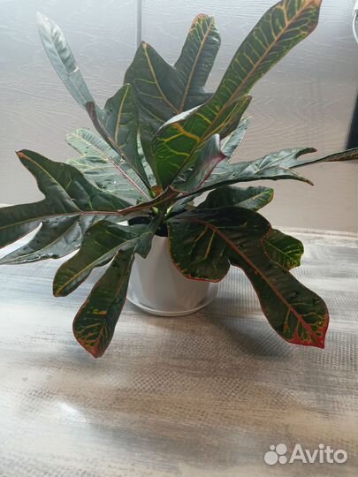 Кодиеум кротон