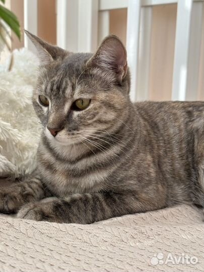 Отдам в дар кошка