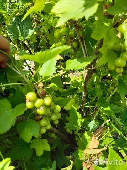 Смородина красная ранняя, чёрная крупная, белая