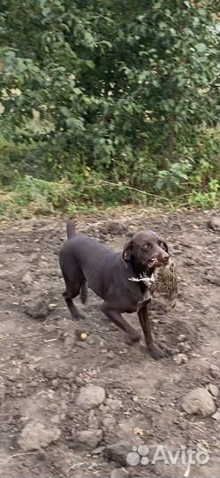 Вязка курцхаар