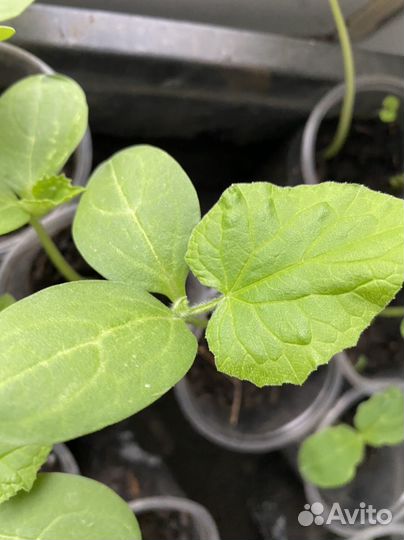 Рассада огурцов