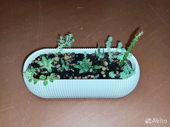 Композиция из суккулентов